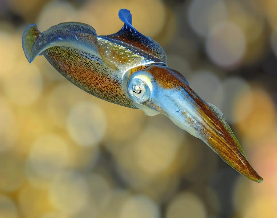 Caribbean Reef Squid Sepioteuthis sepioidea