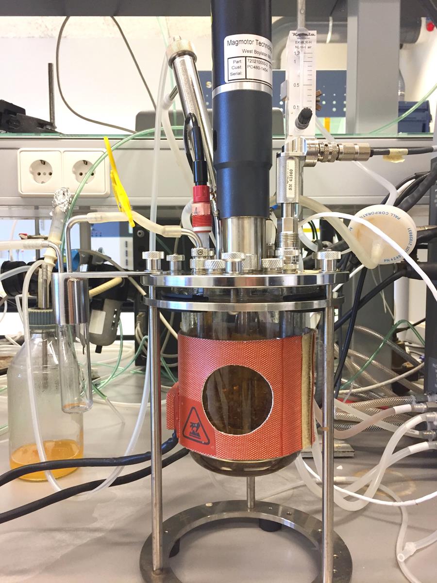 Producing suckerin in a bioreactor 